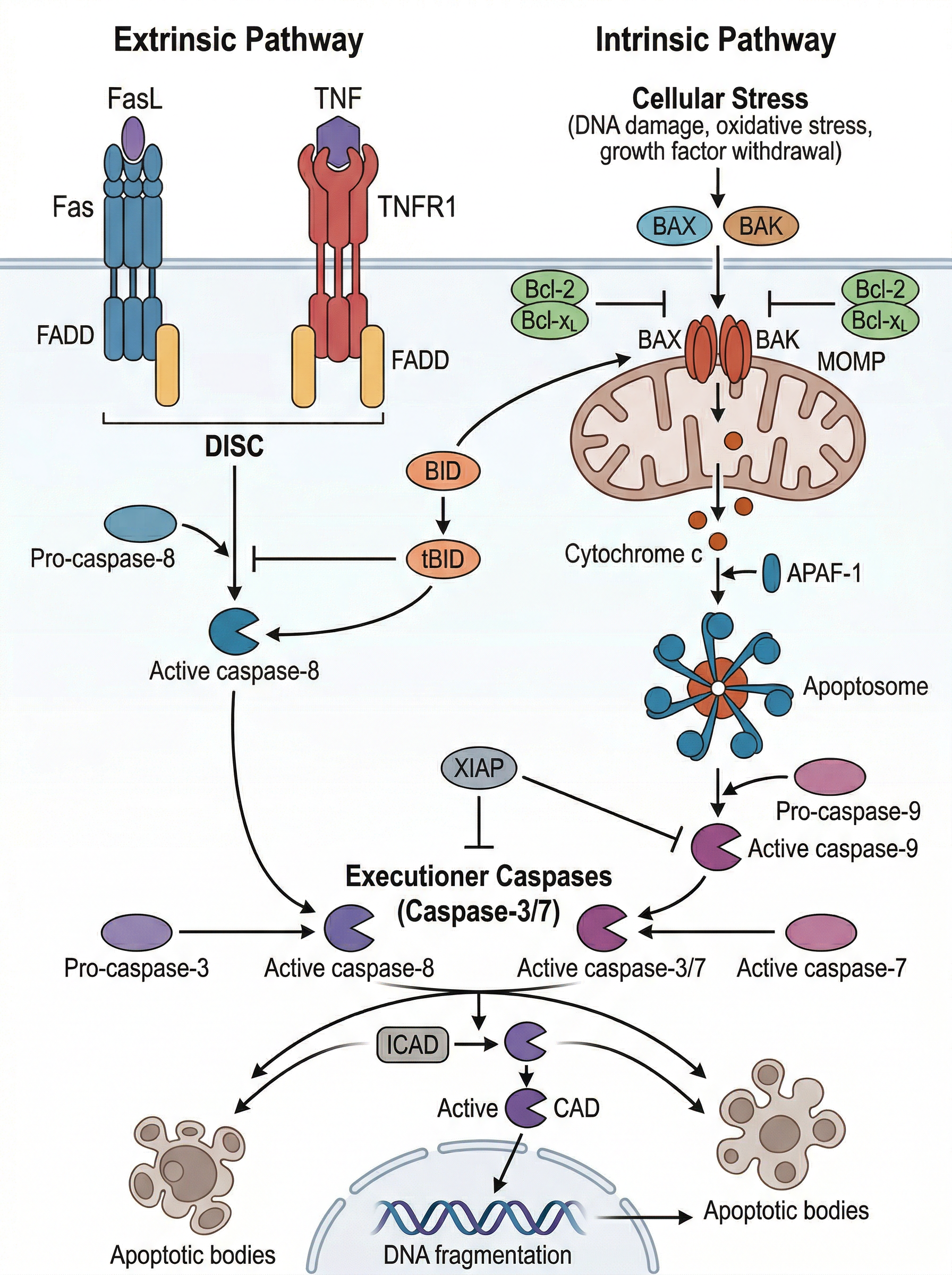 Intrinsic And Extrinsic Apoptosis Pathways In Parallel Template - FigPad