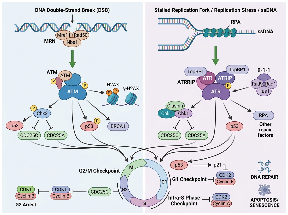 DNA Damage Sensing And Checkpoint Activation By ATM-ATR Template - FigPad